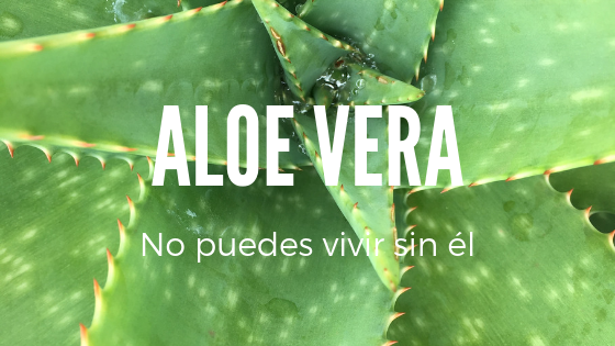 aloe vera